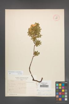 Rosa spinosissima [KOR 18248]