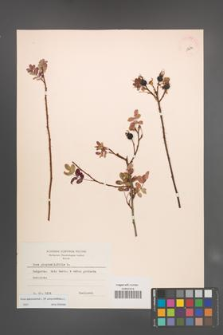 Rosa spinosissima [KOR 18246]