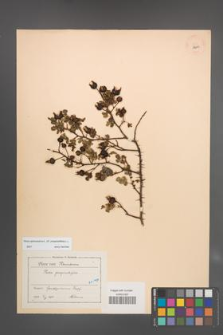 Rosa spinosissima [KOR 18249]