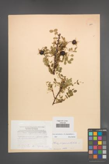 Rosa spinosissima [KOR 18255]