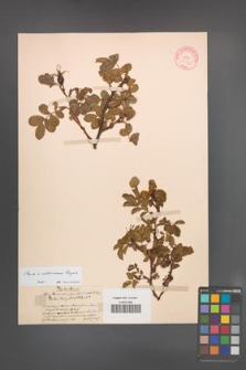 Rosa ×salaevensis [KOR 10544]
