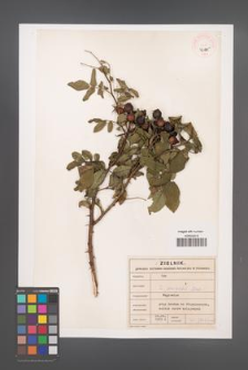 Rosa sherardii [KOR 46115]