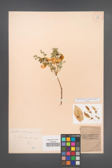 Colutea melanocalyx [KOR 12909]