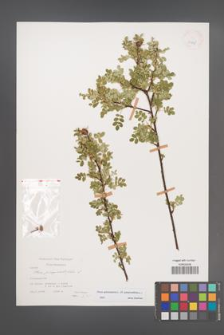 Rosa spinosissima [KOR 25835]