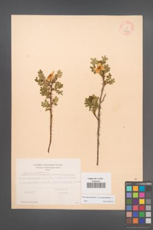 Rosa spinosissima [KOR 18267]