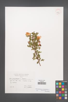 Rosa spinosissima [KOR 39587]