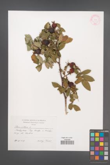 Rosa villosa [KOR 45137]
