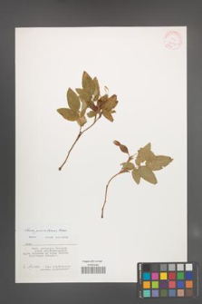 Rosa gorenkensis [KOR 32007]