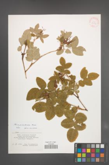 Rosa gorenkensis [KOR 32006]