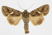 Trachea atriplicis