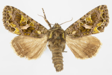 Trachea atriplicis
