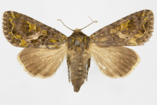 Trachea atriplicis