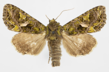 Trachea atriplicis