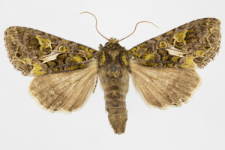 Trachea atriplicis
