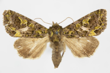 Trachea atriplicis