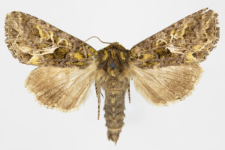 Trachea atriplicis
