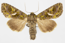 Trachea atriplicis