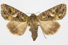 Trachea atriplicis