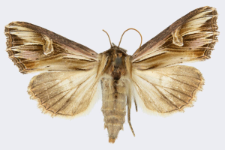 Actinotia polyodon