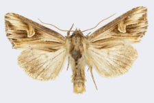 Actinotia polyodon