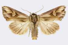 Actinotia polyodon