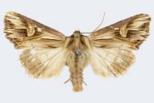 Actinotia polyodon