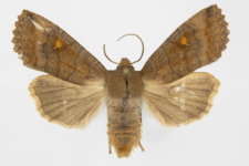 Eupsilia transversa