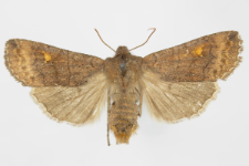 Eupsilia transversa