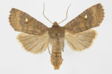 Eupsilia transversa