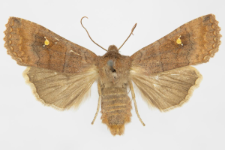 Eupsilia transversa