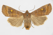 Eupsilia transversa