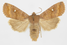 Eupsilia transversa f. albipuncta
