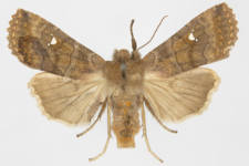 Eupsilia transversa f. albipuncta