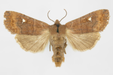 Eupsilia transversa f. albipuncta