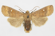 Eupsilia transversa f. albipuncta