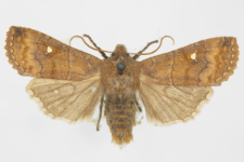 Eupsilia transversa f. albipuncta