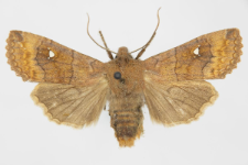 Eupsilia transversa f. albipuncta