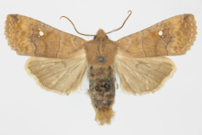 Eupsilia transversa f. albipuncta