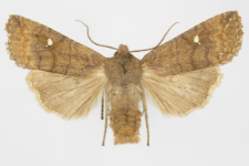 Eupsilia transversa f. albipuncta