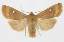 Eupsilia transversa f. albipuncta