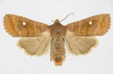 Eupsilia transversa f. albipuncta