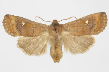 Eupsilia transversa f. albipuncta