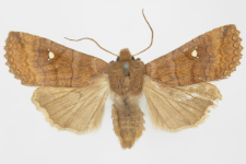 Eupsilia transversa f. albipuncta
