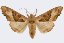 Phlogophora meticulosa