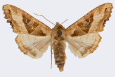 Phlogophora meticulosa