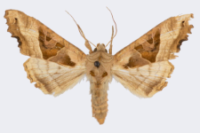 Phlogophora meticulosa