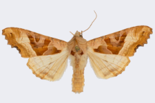 Phlogophora meticulosa
