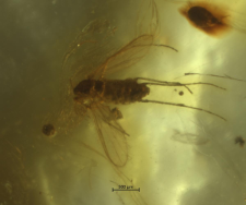 Chironomidae