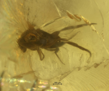 Diptera (Brachycera)