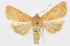 Agrochola circellaris
